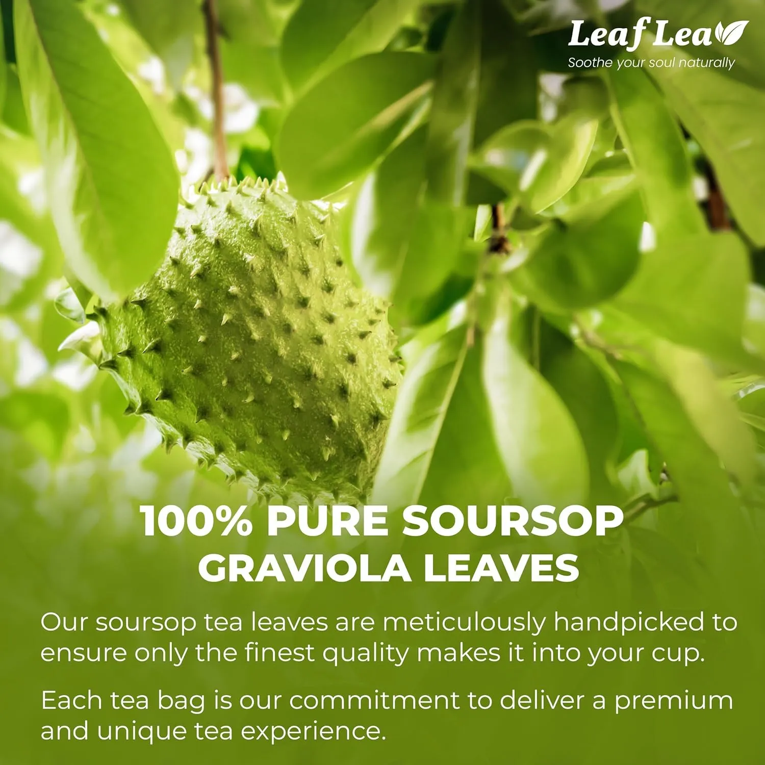 LeafLea 120 Soursop Tea Bags, from 100% Natural Pure Soursop Graviola Leaves, Improve Digestion, Support Healthy Skin & Sleep, Herbal Tea Caffeine-free, Hojas De Guanabana Tea, Non-GMO, Pack of 3